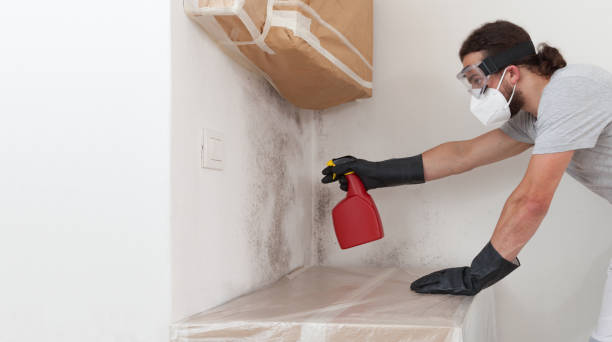 Professional Basement Mold Remediation technician working in New Providence, NJ